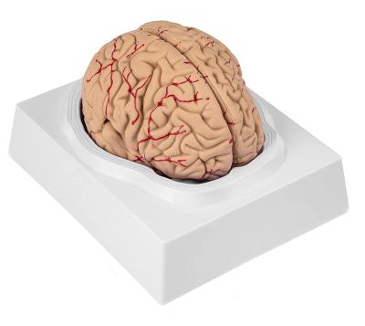 Модель мозга 9 частей на подставке в натуральную величину