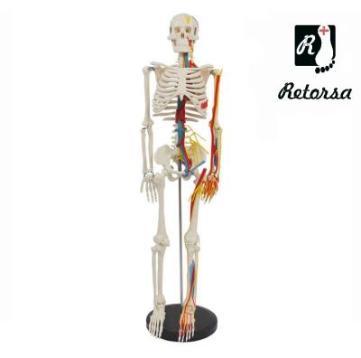 Купить Модель скелета человека с кровеносными сосудами и нервами 85 см