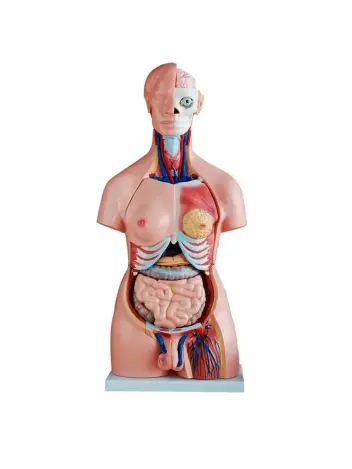 Анатомическая модель торса человека двуполая 85 см