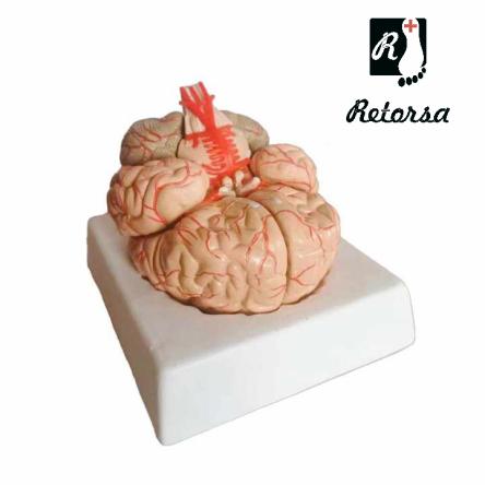 Купить Модель мозга 9 частей на подставке 0
