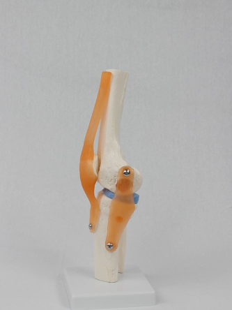 Купить Модель коленного сустава в натуральную величину 4