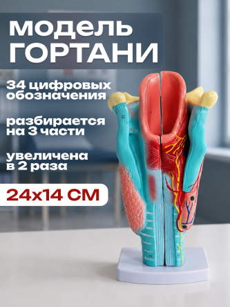 Купить Анатомическая модель гортани человека макет горла 0
