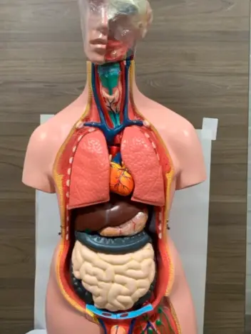 Анатомическая модель торса человека двуполая 85 см