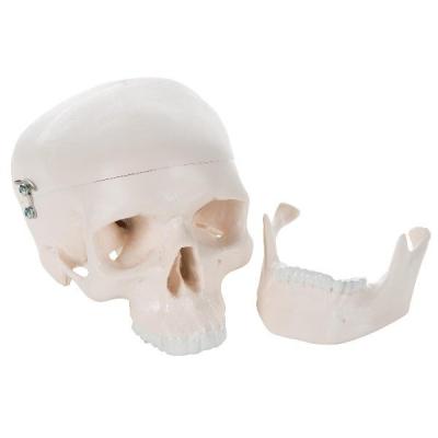 Модель черепа уменьшенная, 3 части 3Б Сайнтифик