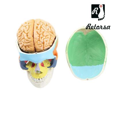 Цветная модель черепа взрослого человека с мозгом 9 частей в натуральную величину