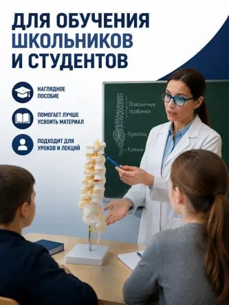 Купить Анатомическая модель поясничных позвонков макет позвоночника Retorsa 5