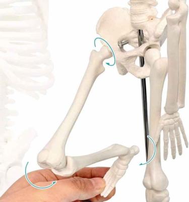 Настольная модель скелета человека 45 см