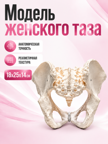 Анатомическая модель женского таза человека Retorsa