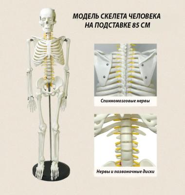 Модель скелета человека на подставке 85 см 