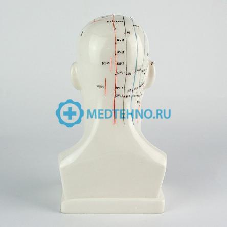 Купить Модель для акупунктуры Голова, 20 см XC-507 3