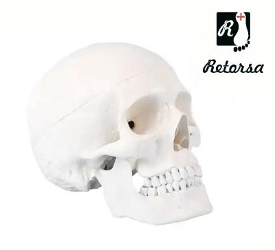 Купить Модель черепа взрослого человека с подвижной челюстью и съемными зубами 3 части в натуральную величину