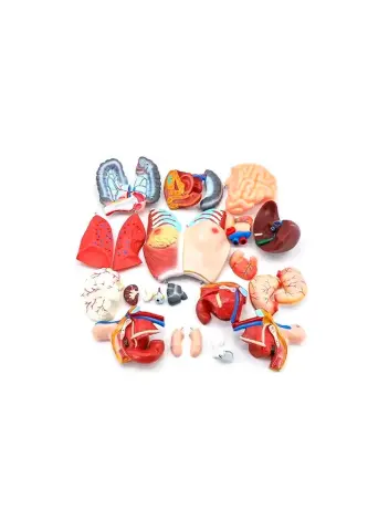 Анатомическая модель торса человека двуполая 85 см