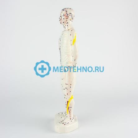 Купить Модель для акупунктуры человек 26см XC-506C 4