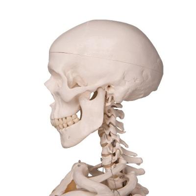 Модель скелета «Stan» на 5-рожковой роликовой стойке (176.5 см.) 3Б Сайнтифик