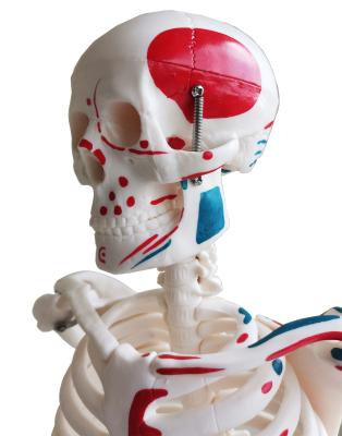 Модель скелета человека с окрашенными мышцами на подставке 85 см
