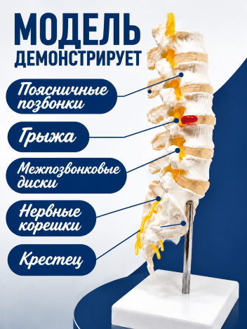 Анатомическая модель поясничных позвонков макет позвоночника Retorsa