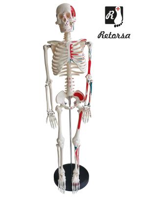 Купить Модель скелета человека с окрашенными мышцами на подставке 85 см