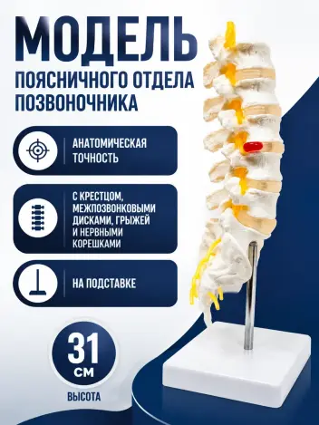 Анатомическая модель поясничных позвонков макет позвоночника Retorsa