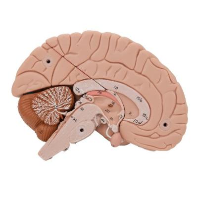 Модель мозга C17 (8 частей) 3Б Сайнтифик