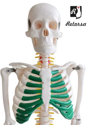 Модель скелета человека со спинномозговыми нервами со стойкой 85 см