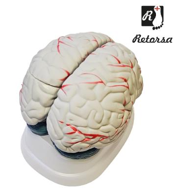 Модель мозга 3 части на подставке в натуральную величину
