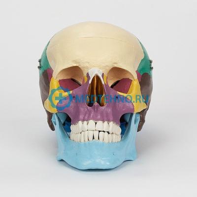 Купить Модель черепа человека в натуральную величину, раскрашенная