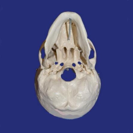 Купить Модель черепа взрослого человека в натуральную величину из 3-х частей 2