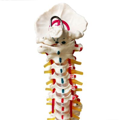 Модель позвоночника и таза человека c мышцами и бедренной костью на подставке 85 см в натуральную величину