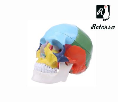 Модель черепа взрослого человека кости окрашены в разные цвета 22 части в натуральную величину