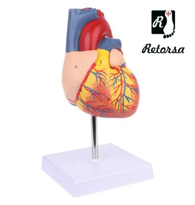 Купить Модель сердца человека 2 части 