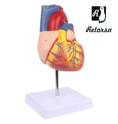 Модель сердца человека 2 части 