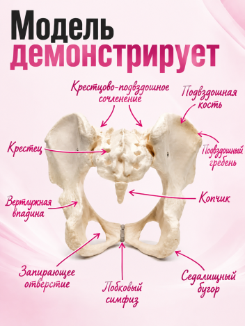 Анатомическая модель женского таза человека Retorsa