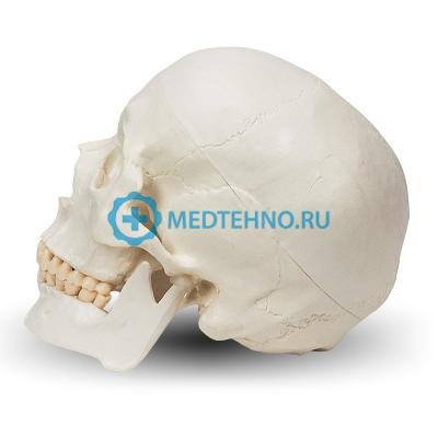 Разборная модель черепа и мозга человека 8 частей