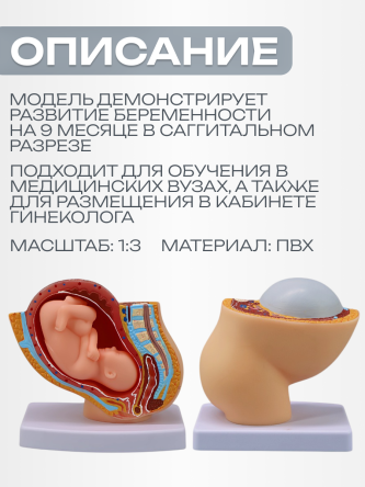 Купить Модель развития беременности макет эмбриона 1