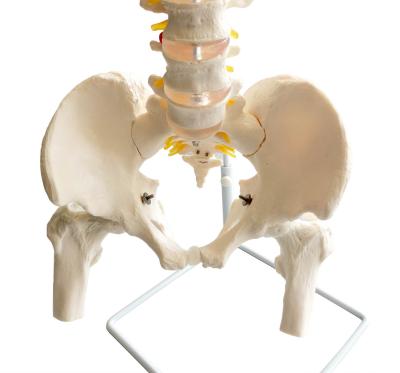 Модель позвоночника человека гибкая с тазом и бедренной костью на подставке 85 см в натуральную величину
