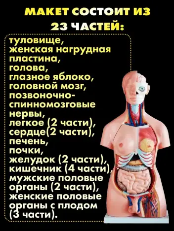 Анатомическая модель торса человека двуполая 85 см