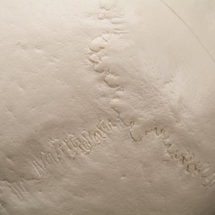 Купить Модель черепа с шейными позвонками A018 2