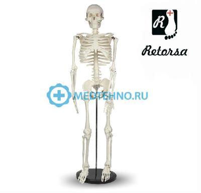 Купить Модель скелета человека на подставке 85 см 