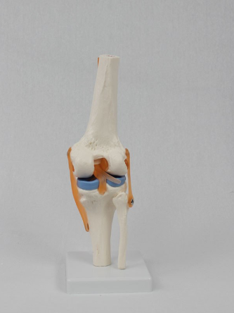 Купить Модель коленного сустава в натуральную величину 3