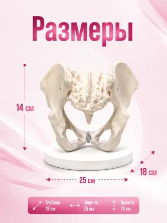 Купить Анатомическая модель женского таза человека Retorsa 2