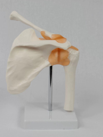 Купить Модель плечевого сустава в натуральную величину 1