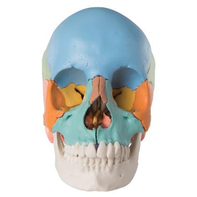 Модель черепа человека, разборная, цветная, 22 части  A291 3Б Сайнтифик 