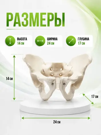 Анатомическая модель мужского таза человека Retorsa