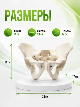 Купить Анатомическая модель мужского таза человека Retorsa 2