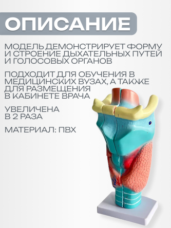 Купить Анатомическая модель гортани человека макет горла 1
