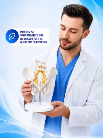 Анатомическая модель таза человека на подставке Retorsa