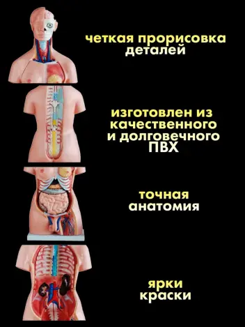Анатомическая модель торса человека двуполая 85 см