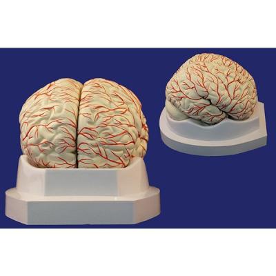 Мозг с артериями, 8 частей, на подставке SMD122B