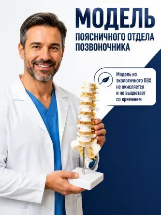 Купить Анатомическая модель поясничных позвонков макет позвоночника Retorsa 3