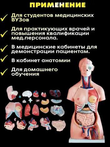 Анатомическая модель торса человека двуполая 85 см